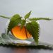 Tisane dimagranti: ricetta