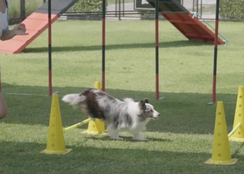 Un convegno sullo status di cane-atleta e la tutela del suo benessere