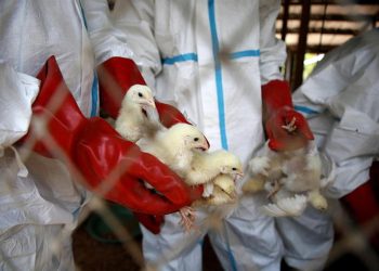Influenza aviaria, virus H5N1 in aumento in Italia