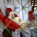 Influenza aviaria, virus H5N1 in aumento in Italia