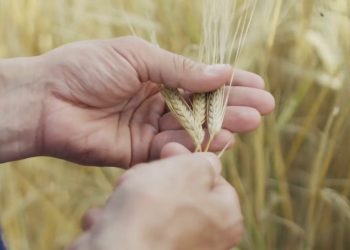 Agricoltura, aumentano i terreni con frumento tenero