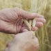 Agricoltura, aumentano i terreni con frumento tenero