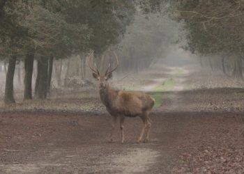 Il cervo italico è a rischio estinzione, un progetto per salvarlo
