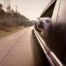 Il tuo cane soffre di mal d’auto? Ecco quali sono i sintomi