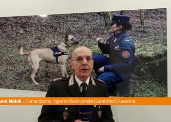 Ambiente, Nobili “Un progetto culturale per il cervo italico”