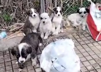 Scicli, trovati 5 cuccioli abbandonati