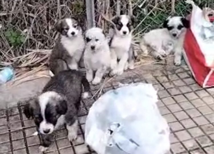 Scicli, trovati 5 cuccioli abbandonati