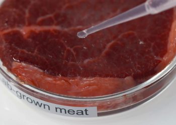 Un ddl del Governo vieta il cibo sintetico