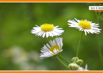 Sorsi di benessere – Una tisana per il benessere dell’intestino