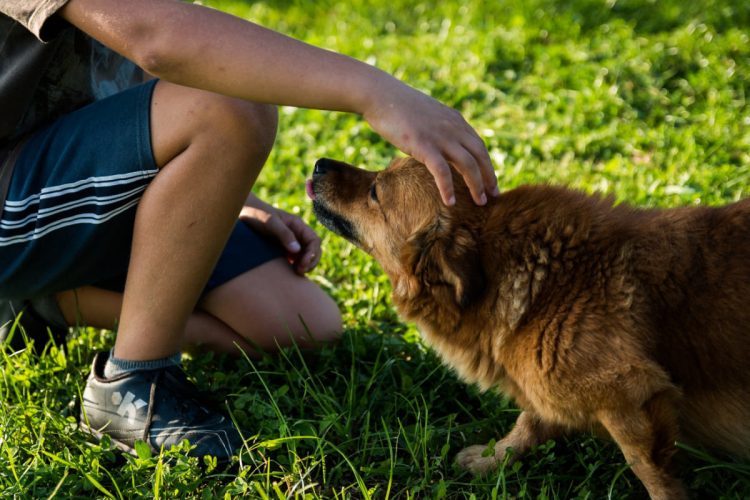 A Piacenza più cani che bambini