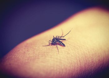 Dengue, epidemia zanzara dalle febbre gialla a Rio: +600% di casi