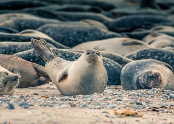 Influenza aviaria H5N1: morte centinaia di foche