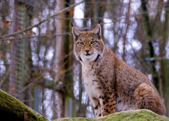 Al via un progetto per salvare la lince