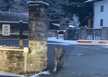 Lupi tra le case in centro a Courmayeur
