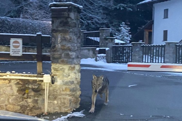 Lupi tra le case in centro a Courmayeur