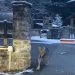 Lupi tra le case in centro a Courmayeur