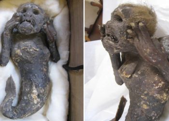 La mummia sirena analizzata da scienziati: trovata in una scatola