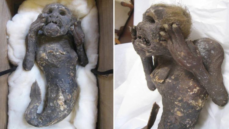 La mummia sirena analizzata da scienziati: trovata in una scatola