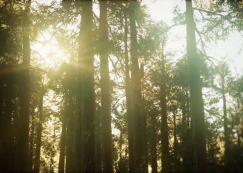 Foreste e legno, 3,6 milioni di occupati in Europa