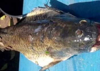Il mistero mai svelato del pesce lupo con 3 occhi