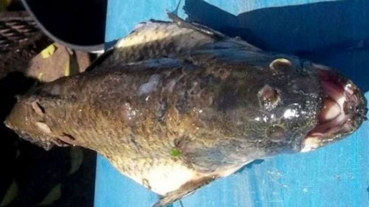 Il mistero mai svelato del pesce lupo con 3 occhi