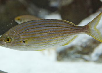 Attenzione al pesce allucinogeno con effetti LSD: è simile all'orata