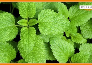 Sorsi di benessere – Una tisana rilassante che favorisce il sonno