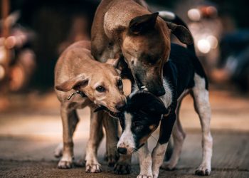 Randagismo: l’On. Abbate presenta disegno di legge per gestirlo al meglio