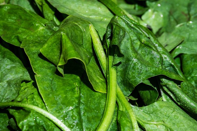 Ipercolesterolemia: sintomi e dieta