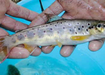 Ragusa, incubatoio trota macrostigma, il 24 marzo workshop finale
