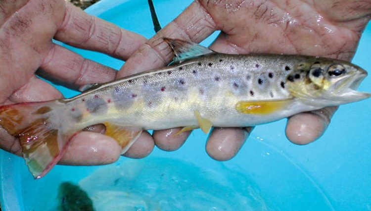 Ragusa, incubatoio trota macrostigma, il 24 marzo workshop finale