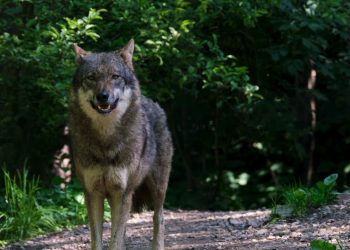 Il ritorno del lupo in Italia