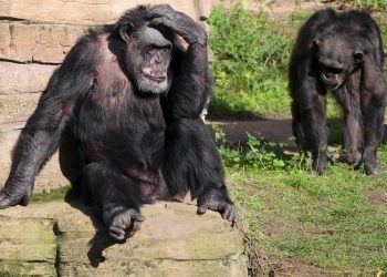 Gli scimpanzé curano le proprie ferite con gli insetti