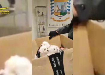 Polacco trasportava cinque cagnolini senza passaporto sanitario