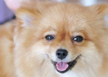 Un test ci rivela se il nostro cane è felice