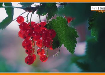 Sorsi di benessere – Un sostituto del caffé? C’è ed è naturale