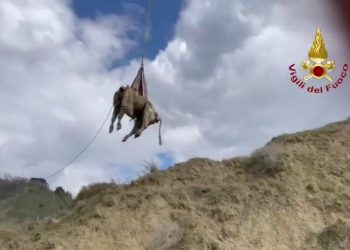 Matera, mucca cade in un dirupo. Le immagini del salvataggio