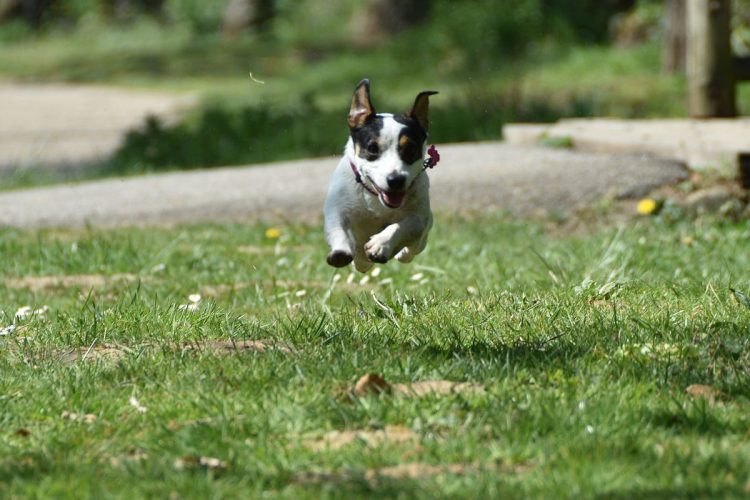 Anziano a terra per ore per un malore, cagnolino lo vede e dà allarme: salvato