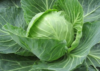 Dieta da 600 calorie al giorno: è sicura?