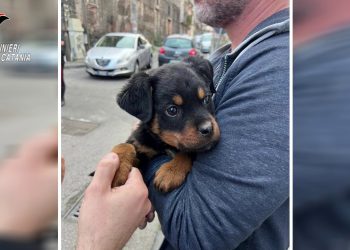 Il cucciolo “Dante” a difesa del fortino della droga a Catania