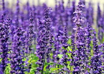 Lavanda, come coltivarla: la pianta da avere in casa per essere felici