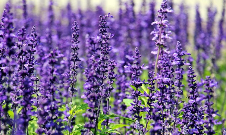 Lavanda, come coltivarla: la pianta da avere in casa per essere felici