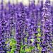 Lavanda, come coltivarla: la pianta da avere in casa per essere felici