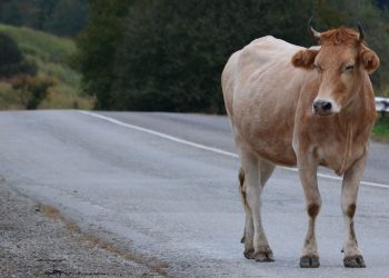 Due mucche sull'autostrada Siracusa-Catania, incidente tra 3 auto: 4 feriti