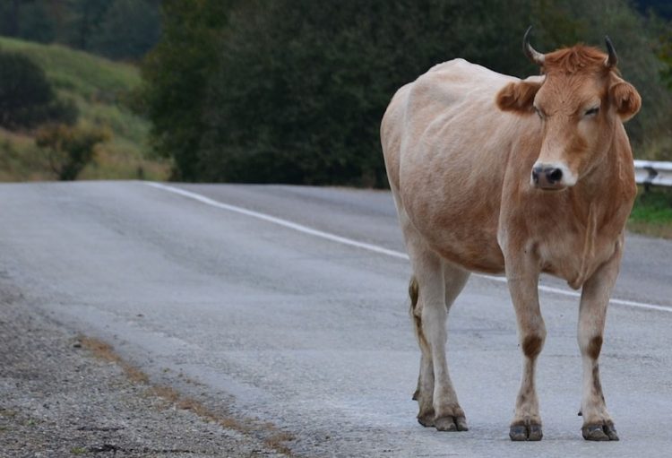 Due mucche sull'autostrada Siracusa-Catania, incidente tra 3 auto: 4 feriti