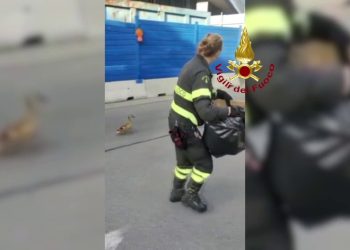 Salvati mamma anatra e i suoi dodici anatroccoli