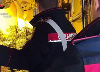 Scoperta piantagione di Cannabis fra i tetti di Ballarò a Palermo