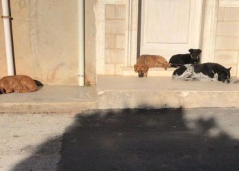 Branco di cani randagi a Scoglitti: aggressivo e potenzialmente pericoloso