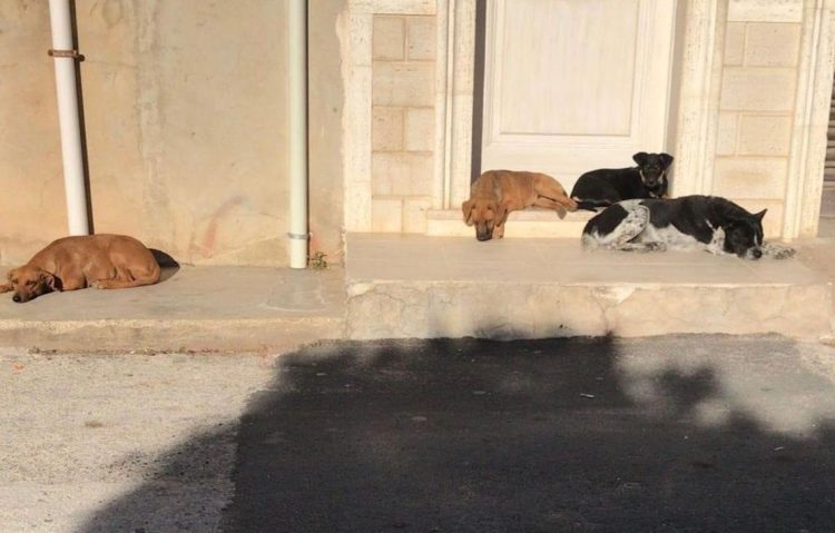 Branco di cani randagi a Scoglitti: aggressivo e potenzialmente pericoloso