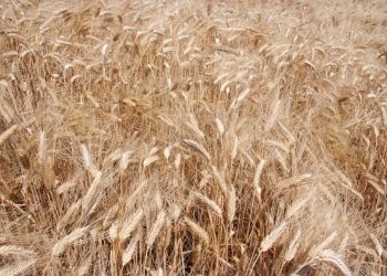 Ucraina, prorogato per due mesi l’accordo per l’esportazione del grano